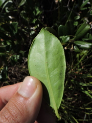 Ternstroemia brasiliensis