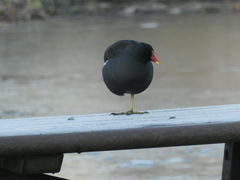 Gallinula chloropus chloropus