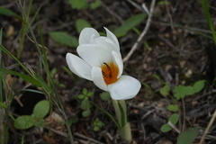Crocus hyemalis