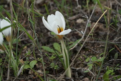 Crocus hyemalis