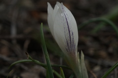 Crocus hyemalis