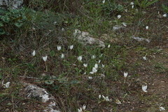 Crocus hyemalis