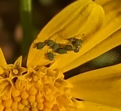 Aphis gossypii