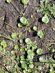 Hydrocotyle