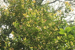 Litsea udayanii