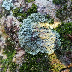 Phaeophyscia rubropulchra