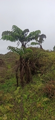 Cyathea weatherbyana