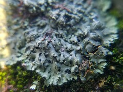 Phaeophyscia rubropulchra