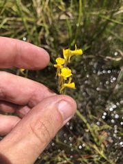 Utricularia juncea