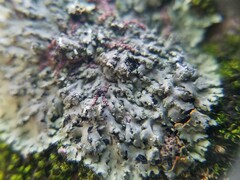 Phaeophyscia rubropulchra