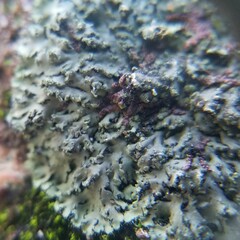 Phaeophyscia rubropulchra