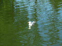 Larus argentatus