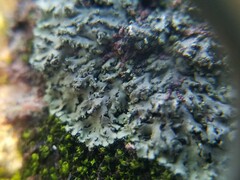 Phaeophyscia rubropulchra