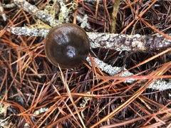 Entoloma vernum