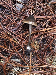 Entoloma vernum