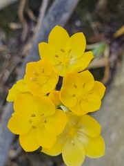 Ornithogalum