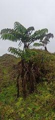 Cyathea weatherbyana