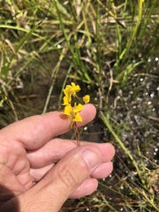 Utricularia juncea