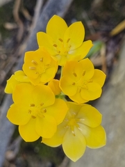 Ornithogalum