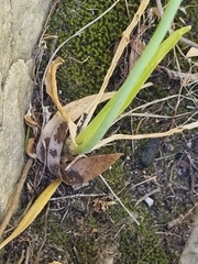 Ornithogalum