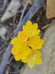 Ornithogalum