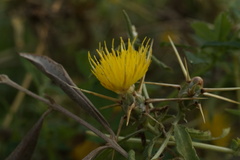Centaurea hyalolepis