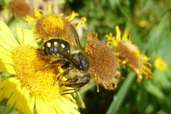 Anthidium septemspinosum