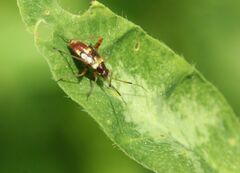Closterotomus