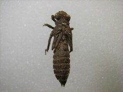 Ophiogomphus anomalus