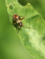 Closterotomus