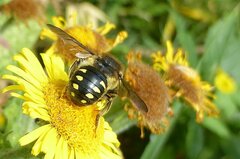 Anthidium septemspinosum