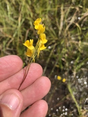Utricularia juncea