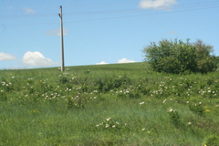 Paeonia lactiflora