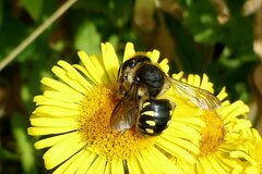 Anthidium septemspinosum