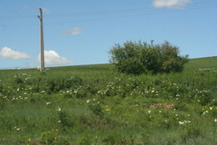 Paeonia lactiflora