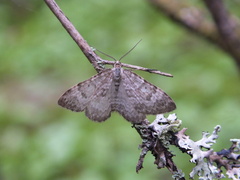 Xanthorhoe annotinata