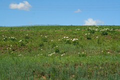 Paeonia lactiflora