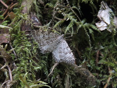 Xanthorhoe annotinata