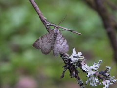 Xanthorhoe annotinata