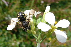 Anthidium septemspinosum