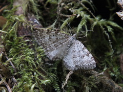 Xanthorhoe annotinata