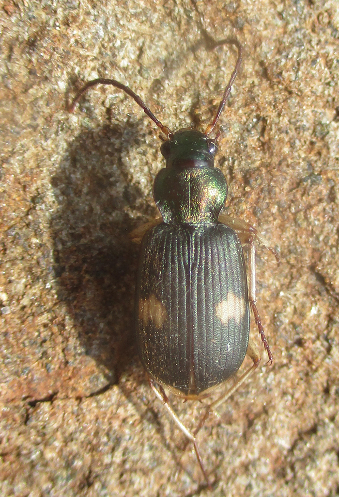 Chlaenius discopictus
