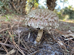 Boletellus ananas image