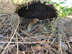 Boletellus ananas image