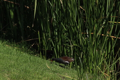 Poeciliidae