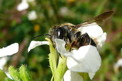 Anthidium septemspinosum