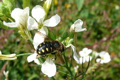 Anthidium septemspinosum