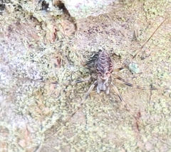 Drapetisca socialis
