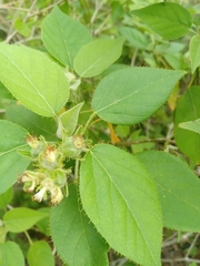 Croton ciliatoglandulifer