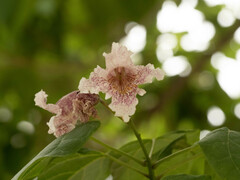 Catalpa bungei